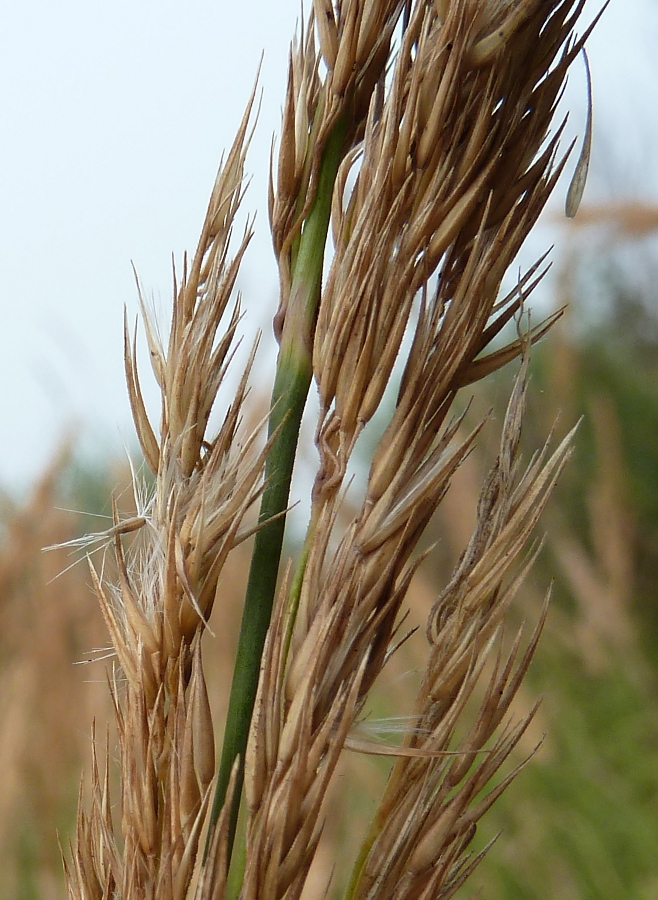 Изображение особи Calamagrostis epigeios.