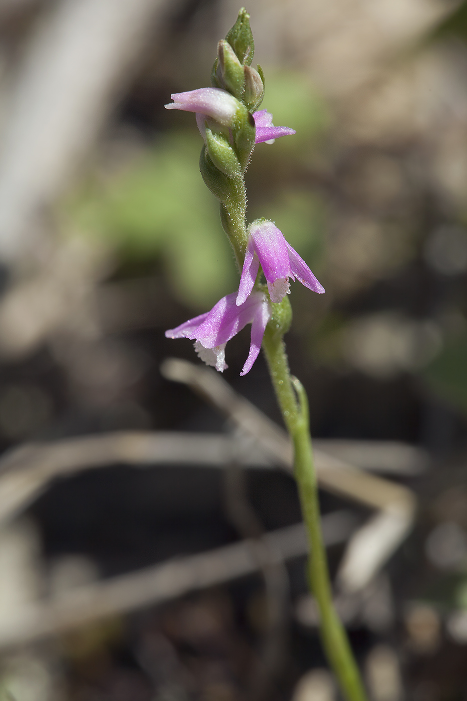 Image of Spiranthes australis specimen.