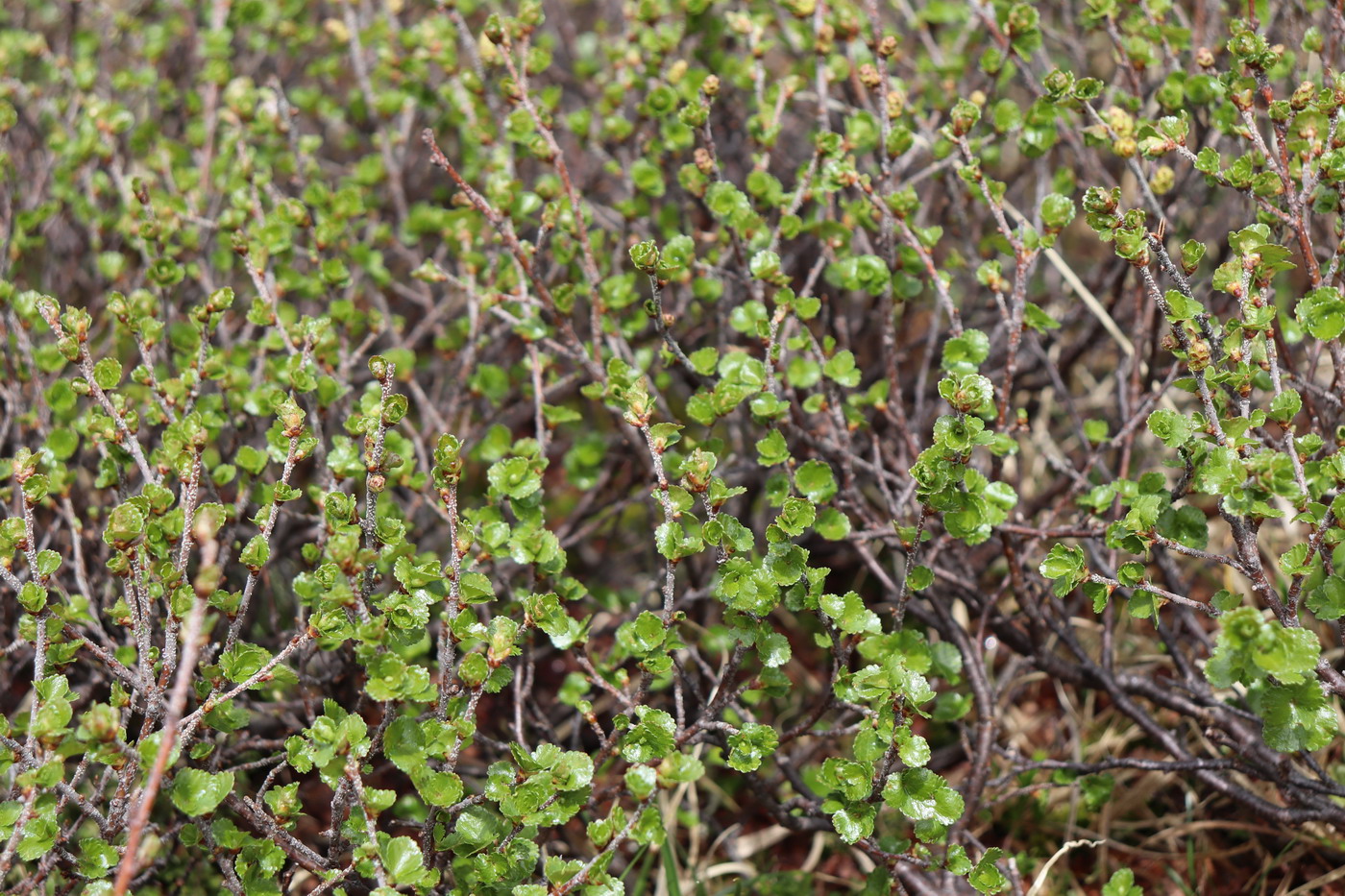 Image of Betula rotundifolia specimen.