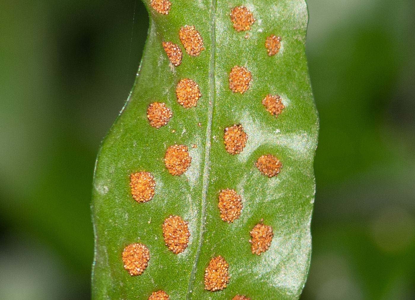 Изображение особи семейство Polypodiaceae.