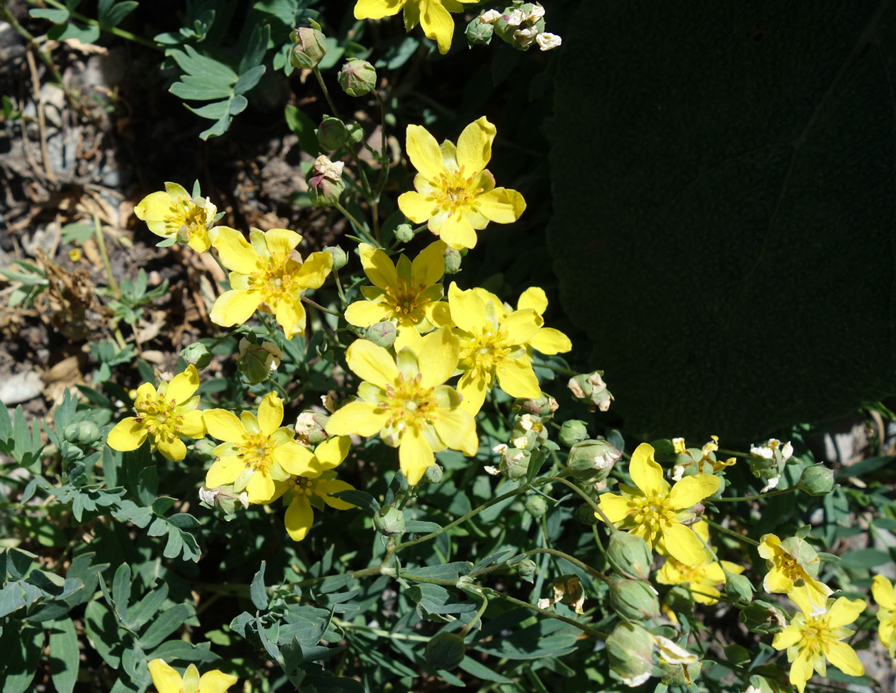 Изображение особи Potentilla orientalis.