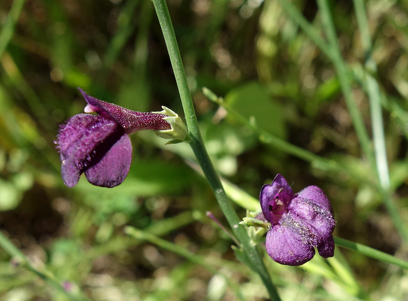 Изображение особи Dodartia orientalis.