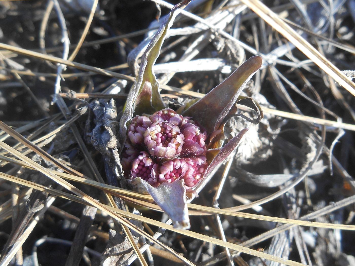 Image of Petasites frigidus specimen.