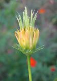 Cosmos sulphureus. Незрелое соплодие. Крым, Симферополь (в культуре). 30 июля 2010 г.