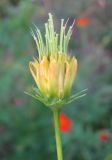 Cosmos sulphureus