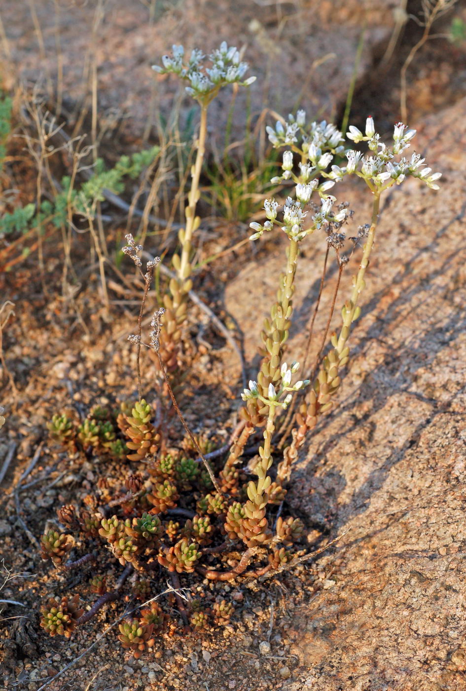 Изображение особи Sedum alberti.