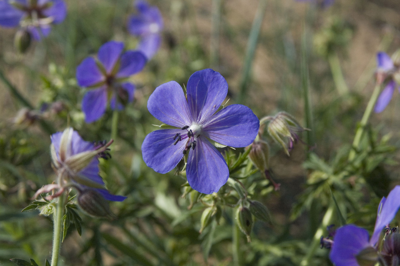 Image of Geranium transbaicalicum specimen.