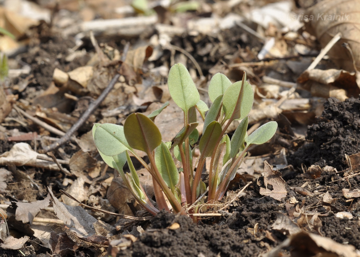 Изображение особи Trigonotis radicans.