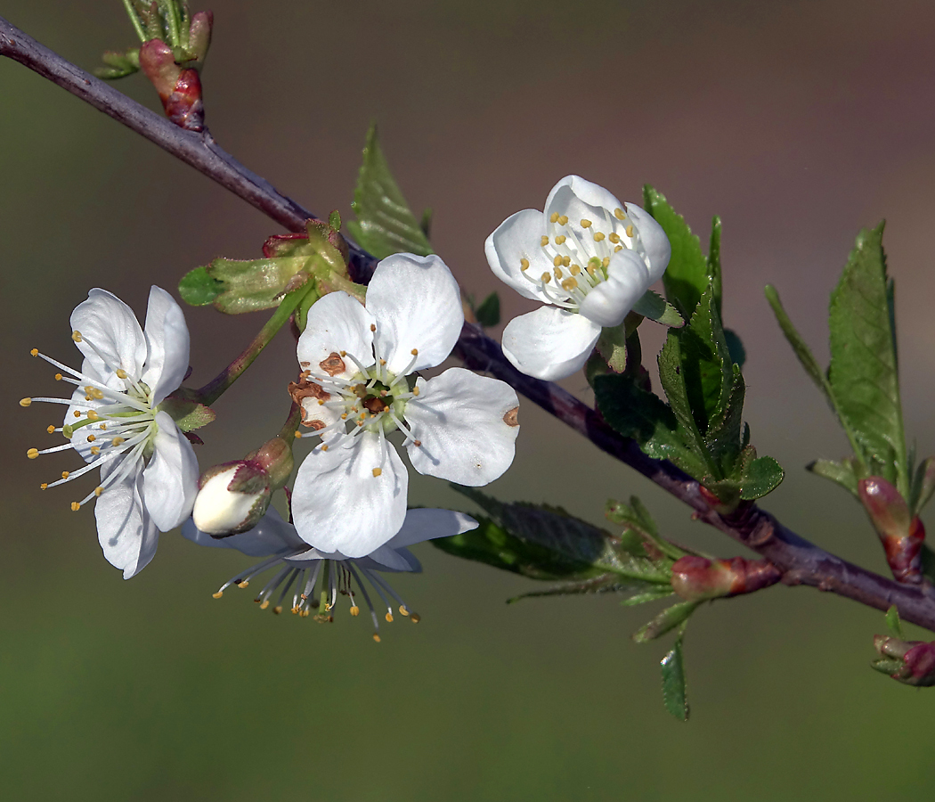 Изображение особи Cerasus vulgaris.