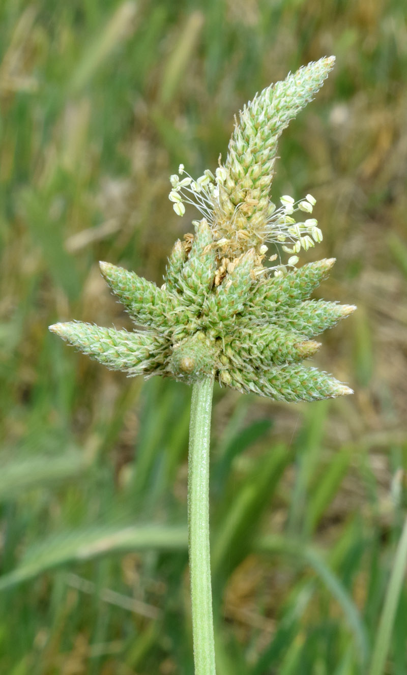 Изображение особи Plantago lanceolata.