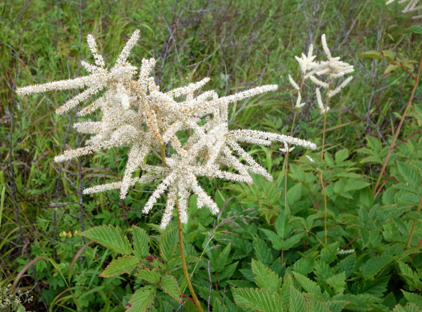 Изображение особи Aruncus dioicus.