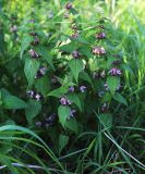 Lamium barbatum