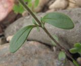 Image of taxon representative. Author is Геннадий Окатов