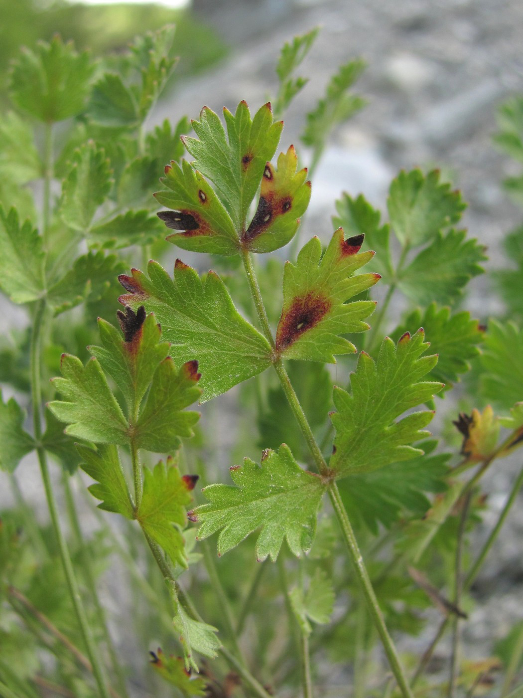 Изображение особи Pimpinella tragium.