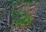 Ranunculus repens