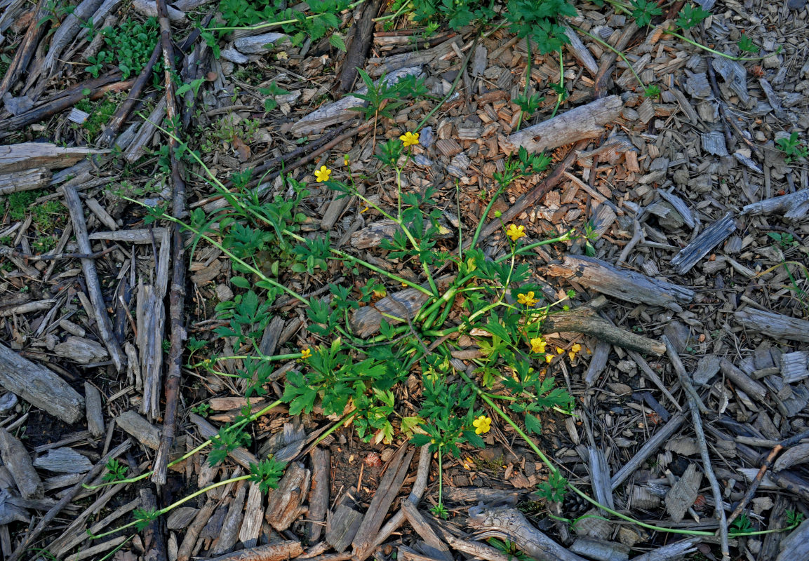 Image of Ranunculus repens specimen.