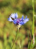 Реферат: Волошка синя - Centaurea cyanus L