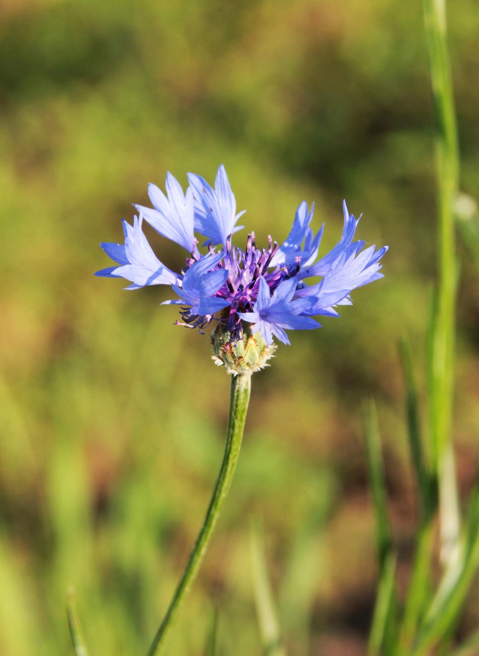 Изображение особи Centaurea cyanus.