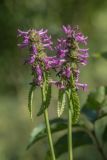 Betonica officinalis. Верхушка побегов с соцветиями. Ростовская обл., Аксайский р-н, Щепкинский лес, степной склон. 19.07.2020.