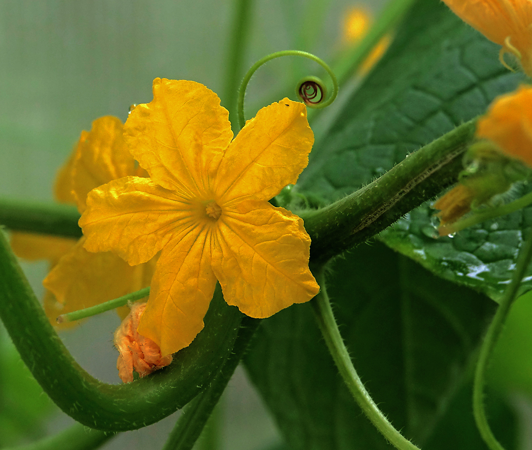 Image of Cucumis sativus specimen.