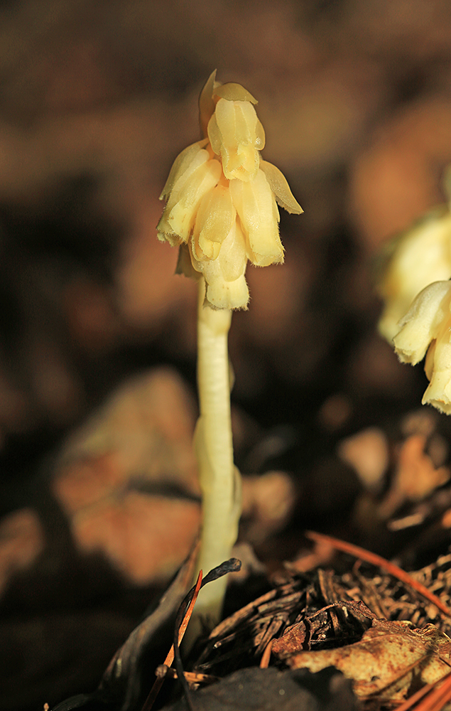 Image of Hypopitys monotropa specimen.