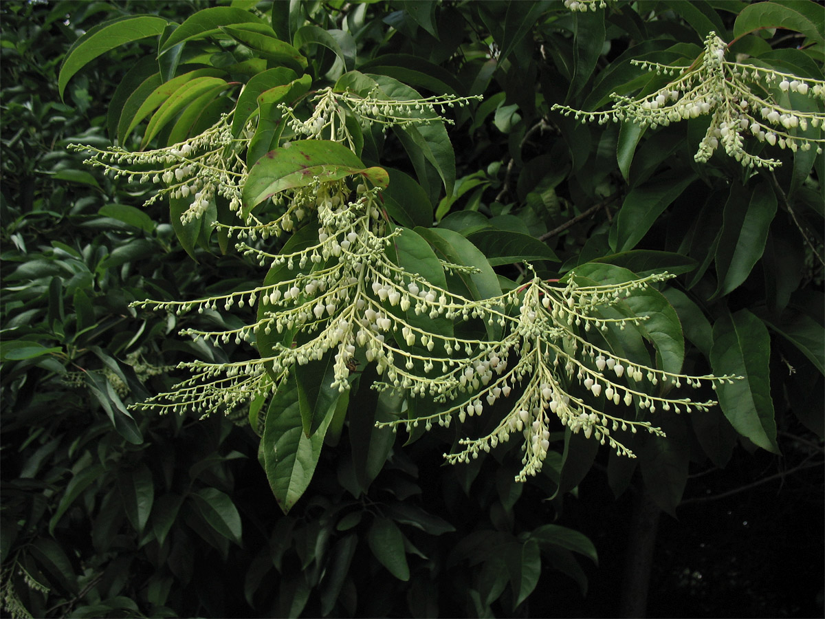 Image of Oxydendrum arboreum specimen.