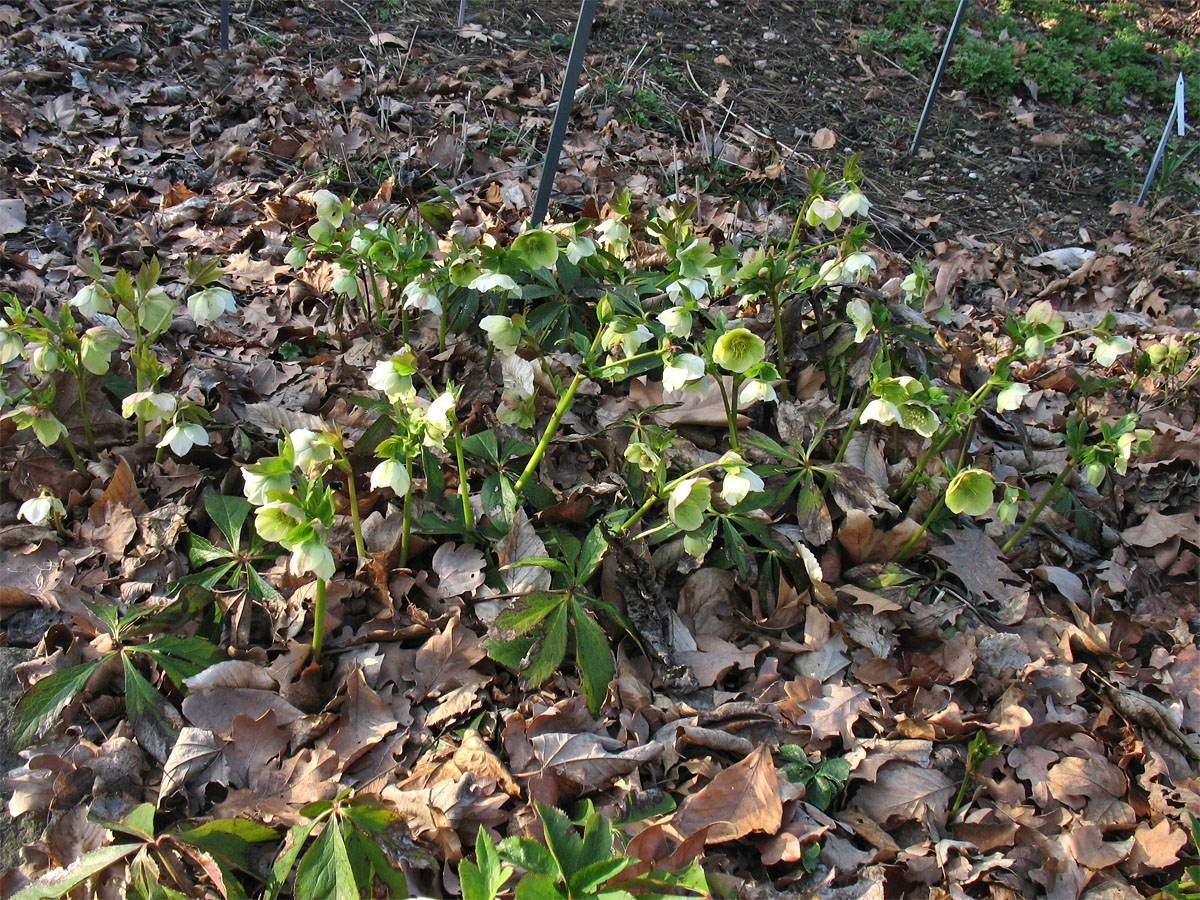 Изображение особи Helleborus orientalis.