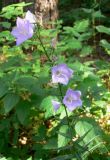 Campanula persicifolia