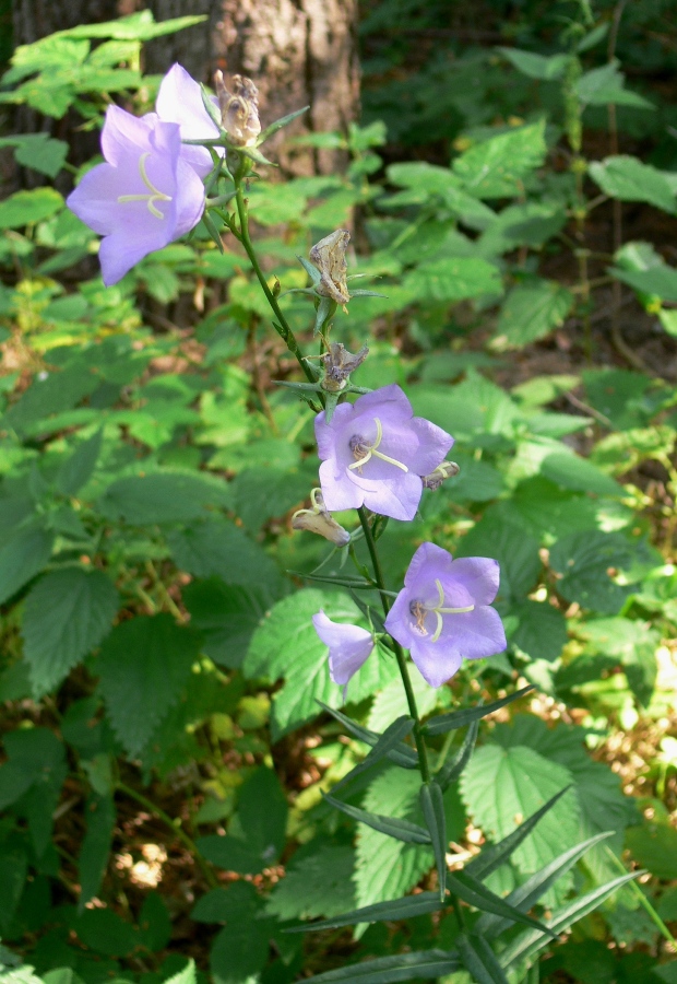 Image of Campanula persicifolia specimen.