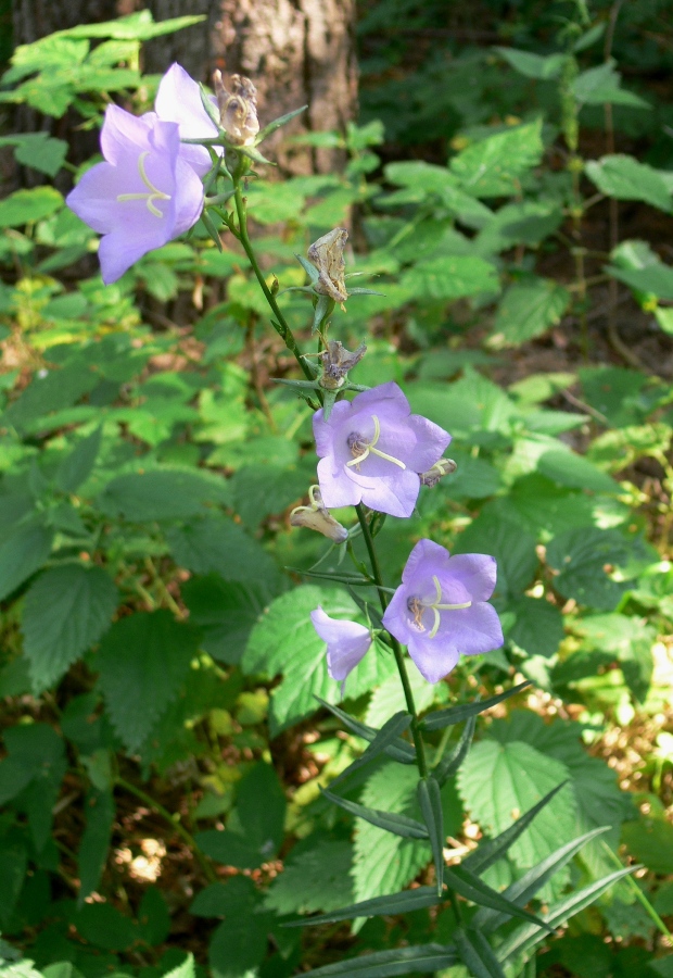 Изображение особи Campanula persicifolia.