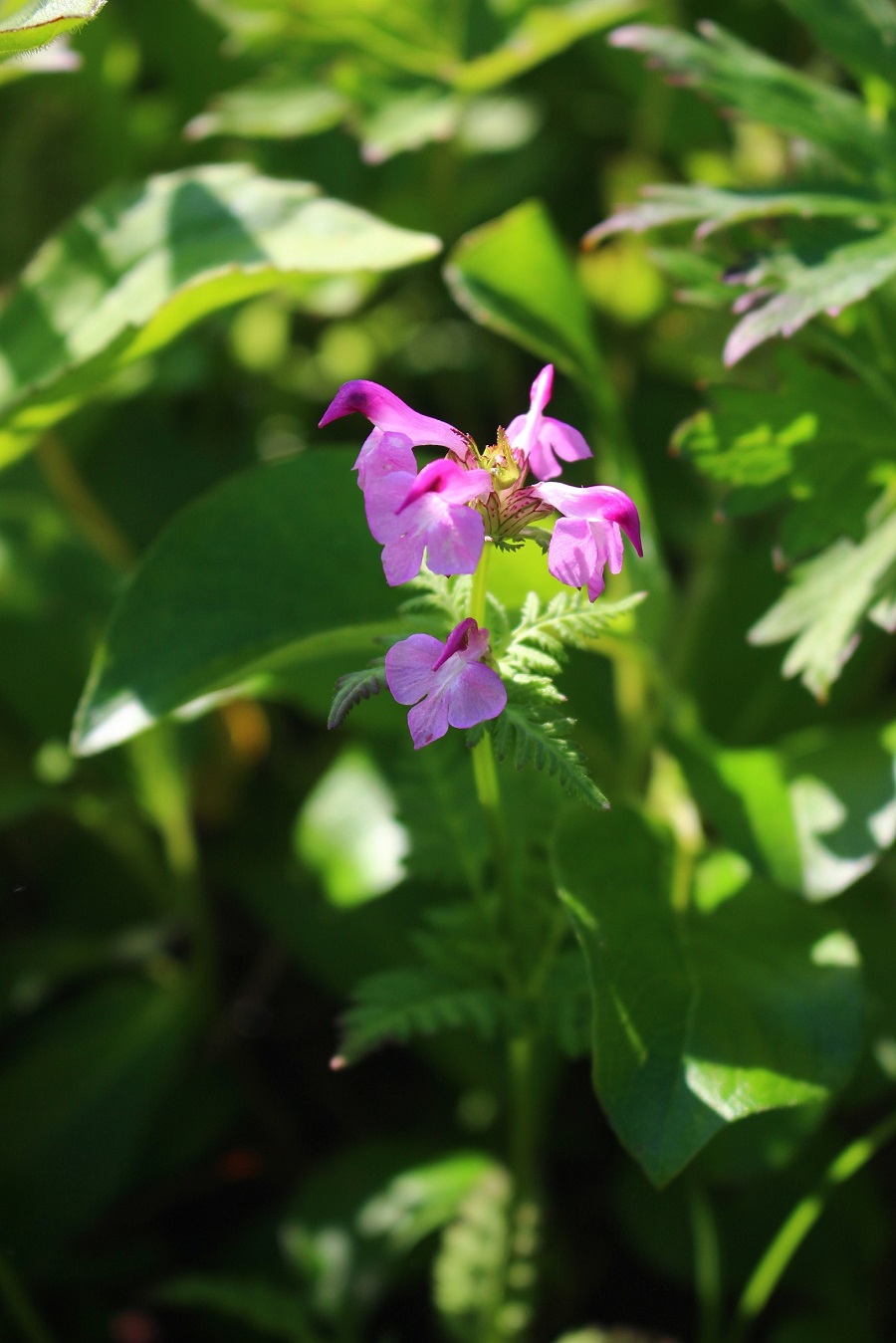 Image of Pedicularis chamissonis specimen.