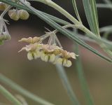 Gomphocarpus tomentosus. Соцветие. Намибия, регион Khoma, ок. 40 км западнее г. Виндхук, \"Eagle Rock Guest Farm\"; плато Khomas, ок. 1900 м н. у. м., саванновое редколесье. 27.02.2020.