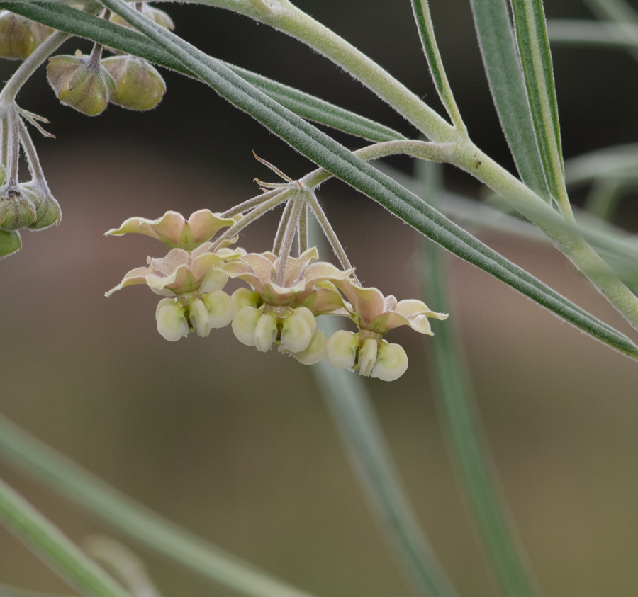 Изображение особи Gomphocarpus tomentosus.