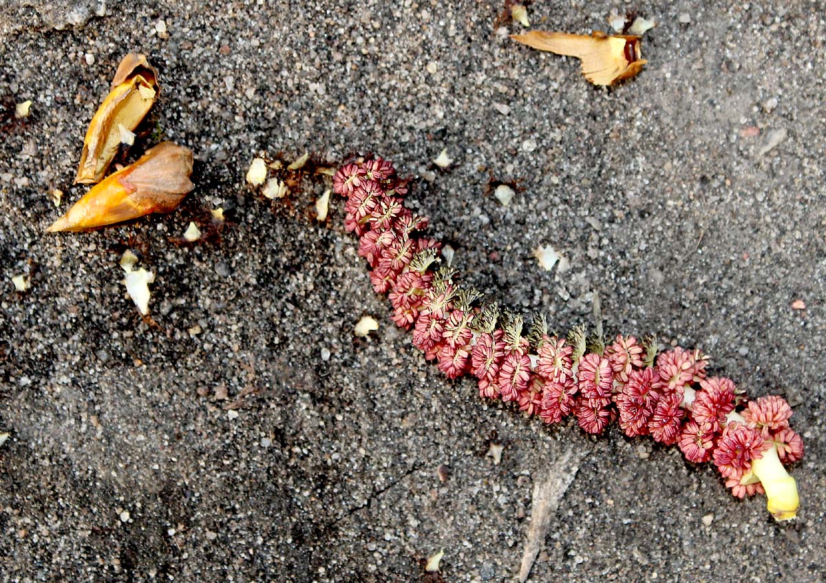 Image of genus Populus specimen.