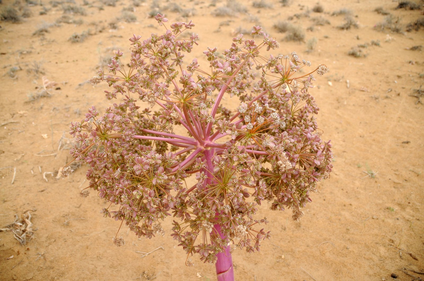 Изображение особи Ferula foetida.