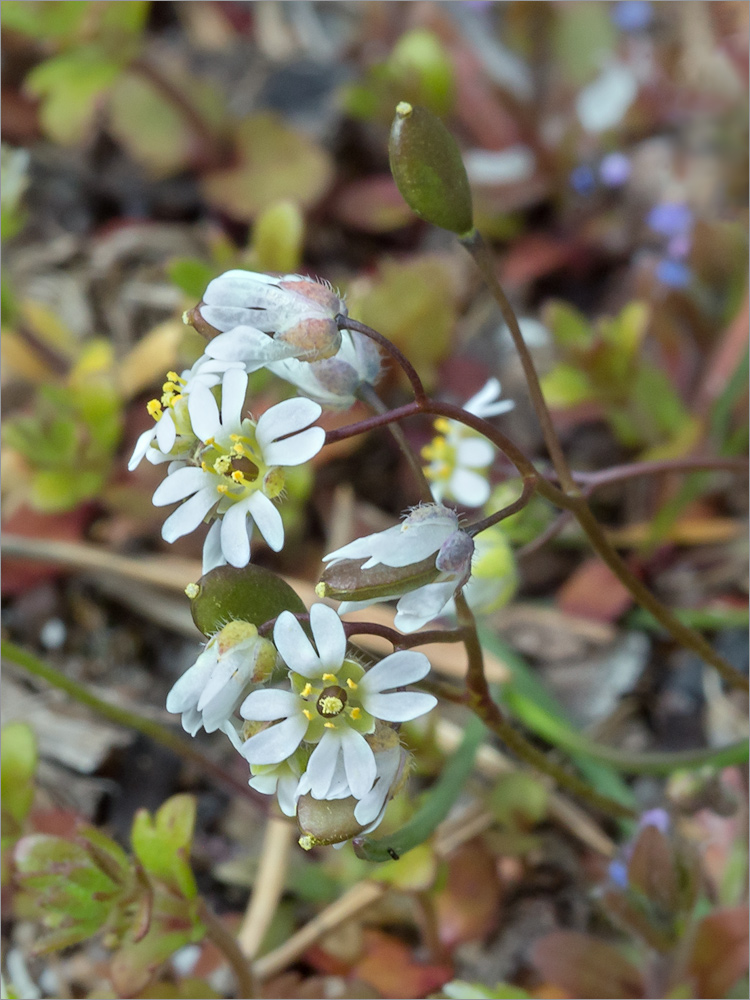 Изображение особи Erophila verna.