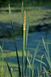 Typha latifolia