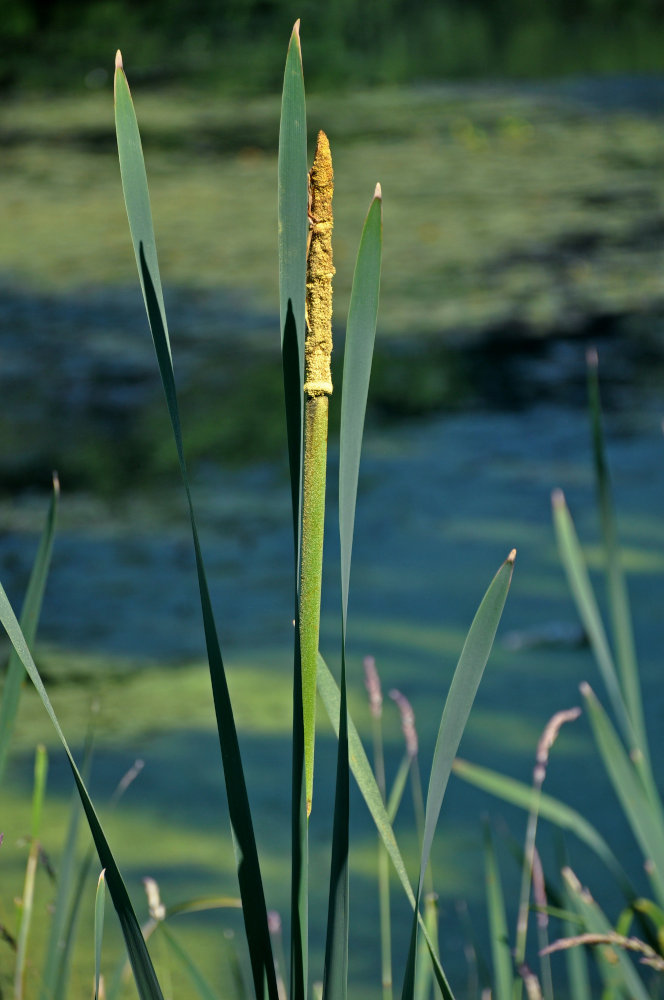 Изображение особи Typha latifolia.