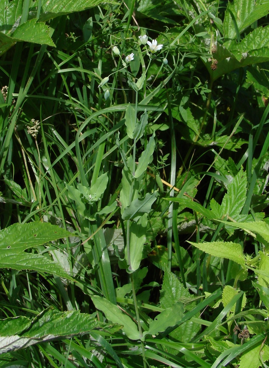 Image of Cerastium davuricum specimen.