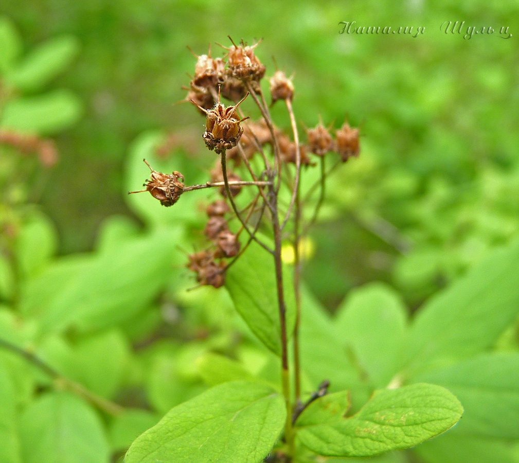 Image of Spiraea media specimen.