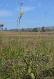 Sonchus arvensis