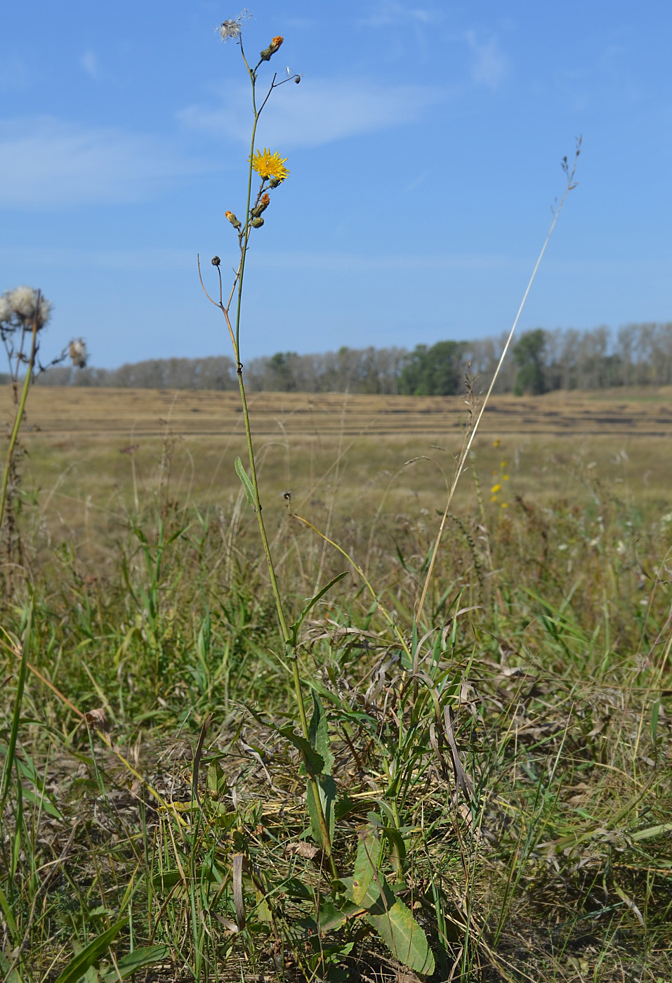 Изображение особи Sonchus arvensis.