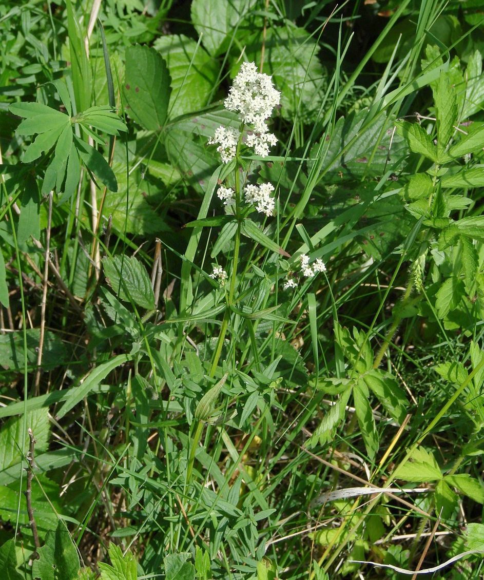 Image of Galium boreale specimen.