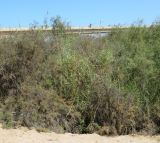 genus Phragmites
