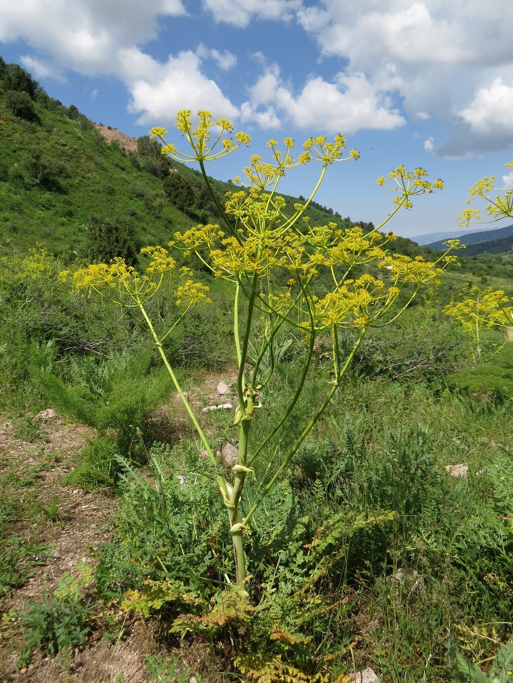 Image of Ferula samarkandica specimen.