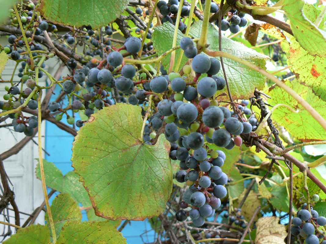 Изображение особи Vitis amurensis.