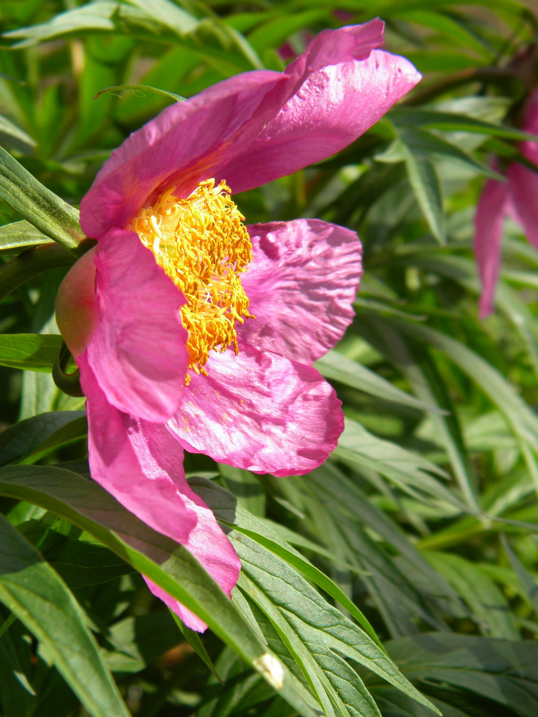 Изображение особи Paeonia anomala.