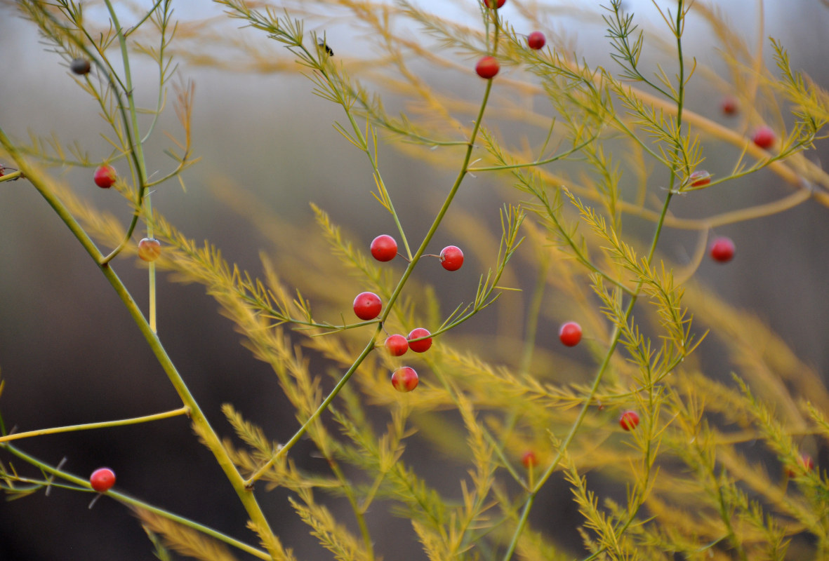 Image of Asparagus officinalis specimen.