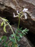 Astragalus pseudoaustralis. Верхушка побега с соплодием и верхушка побега с соцветием. Республика Алтай, Кош-Агачский р-н, верховье р. Актру, выс. около 2450 м н.у.м., морена ледника Большой Актру. 29.07.2013.