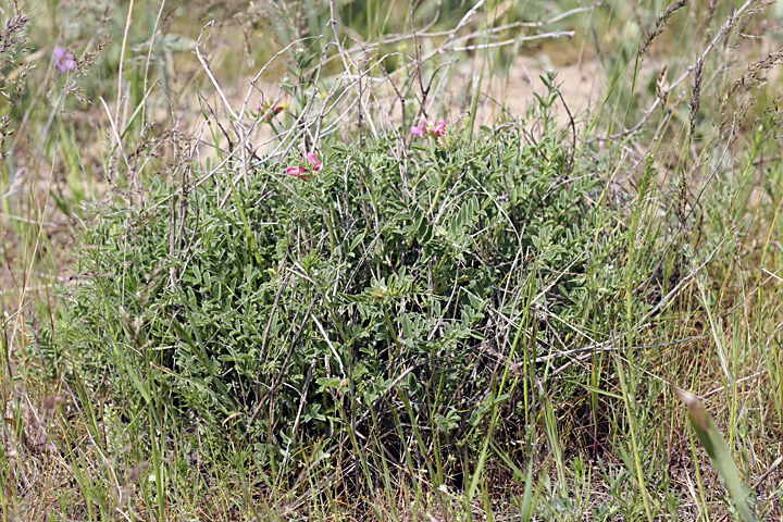 Image of genus Hedysarum specimen.